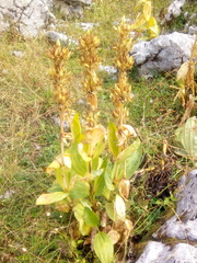 Gentiana lutea