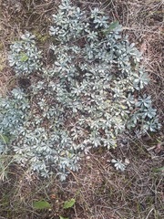 Antennaria parvifolia