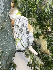 Crassostrea virginica