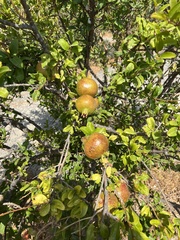 Punica granatum