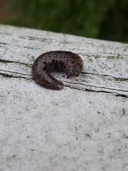 Megapallifera mutabilis