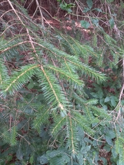Picea sitchensis