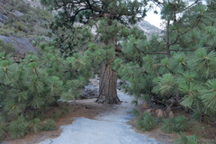 Pinus jeffreyi