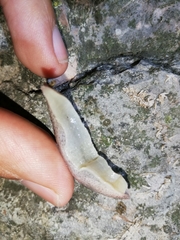 Tandonia rustica