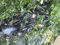 Mytilus edulis