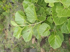 Cissus