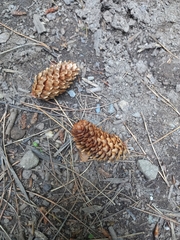 Picea sitchensis