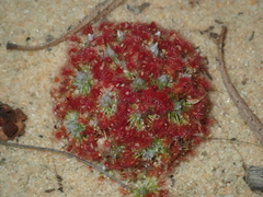 Drosera rechingeri