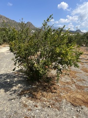 Punica granatum