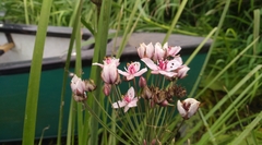 Butomus umbellatus