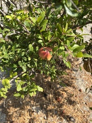 Punica granatum