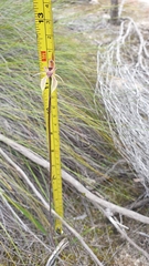 Caladenia cardiochila