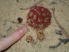 Drosera rechingeri