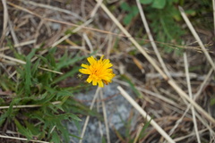 Cichorieae