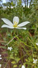 Sabatia