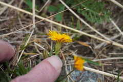 Cichorieae