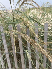 Panicum amarum