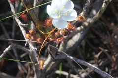 Drosera planchonii