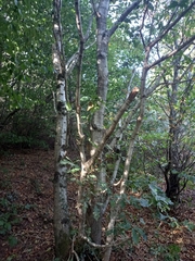 Quercus petraea