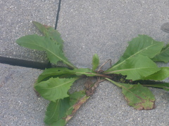 Crepis capillaris