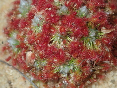 Drosera rechingeri