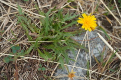 Cichorieae