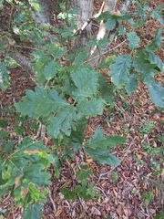 Quercus petraea