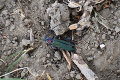 Aromia moschata ambrosiaca