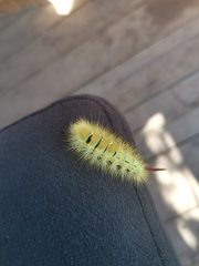 Calliteara pudibunda