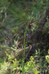Aristea ecklonii