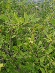 Erythroxylum monogynum