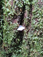 Pseudohydnum gelatinosum