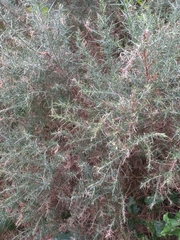 Ulex europaeus