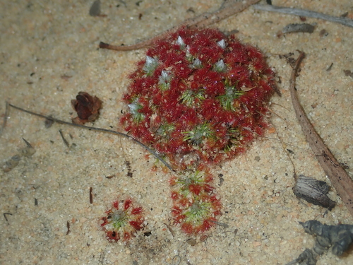 Drosera rechingeri (Drosera rechingeri)