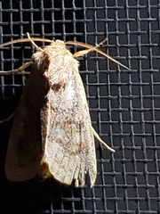 Noctuinae