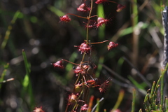 Drosera planchonii