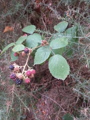 Rubus ulmifolius