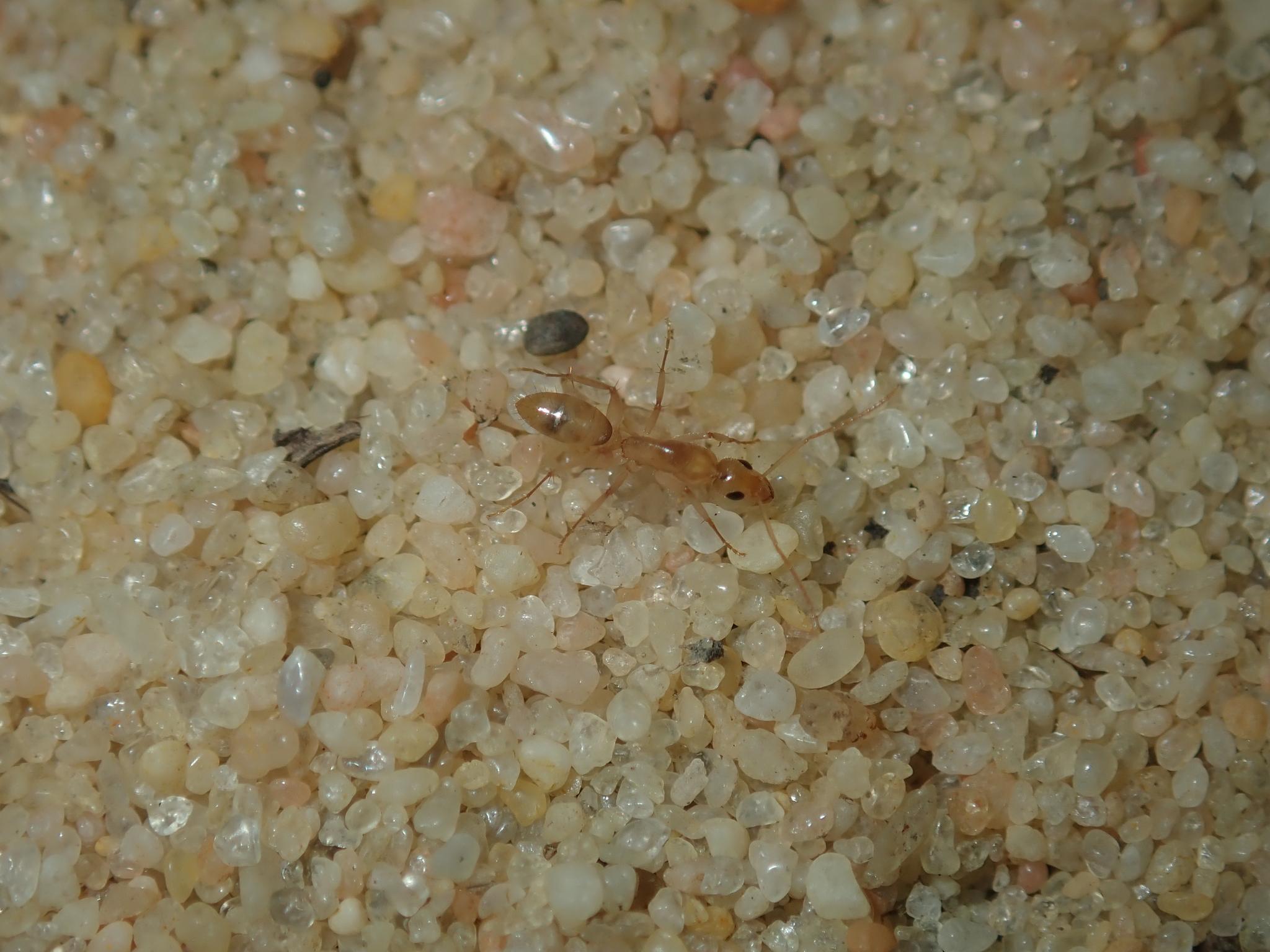 Camponotus scratius