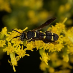 Leucospis affinis