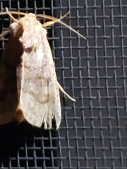 Noctuinae