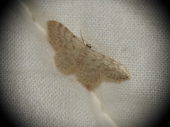 Idaea cervantaria