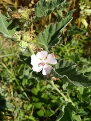 Althaea officinalis
