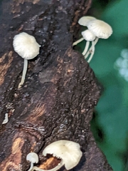 Mycena corticola