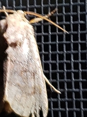 Noctuinae