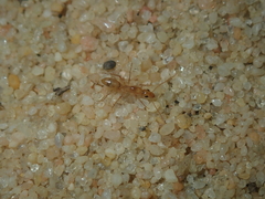 Camponotus scratius