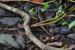 Sphenomorphus indicus