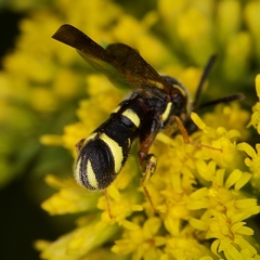 Leucospis affinis