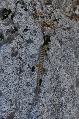 Elgaria multicarinata