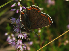 Lycaena tityrus