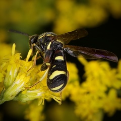 Leucospis affinis